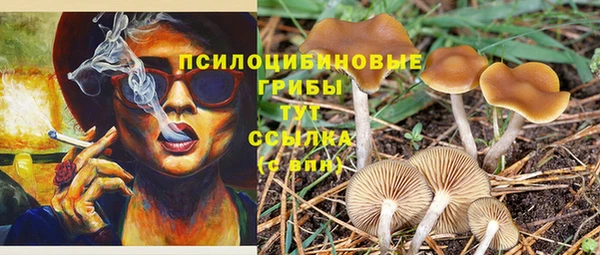 ПСИЛОЦИБИНОВЫЕ ГРИБЫ Инта
